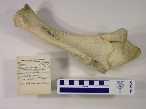 Teleoceras fossiger