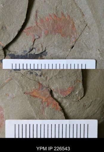 undet. Arthropoda