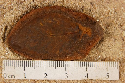 Angiospermopsida