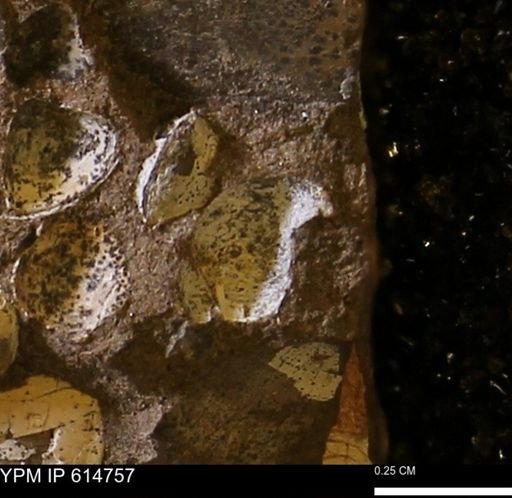 undet. Bivalvia