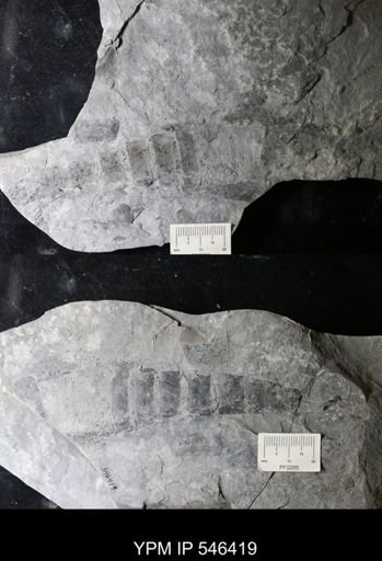 undet. Eurypterida
