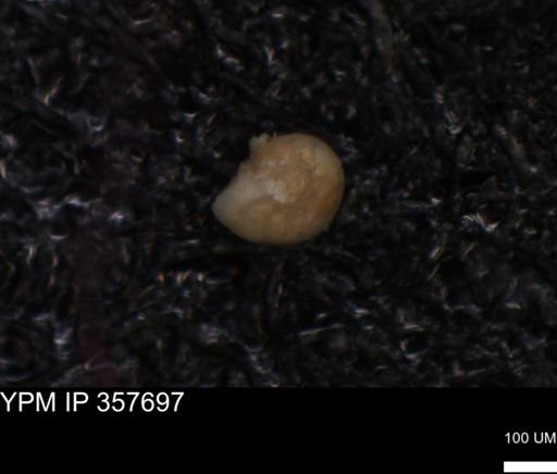 undet. Foraminiferida