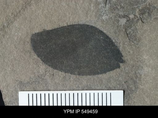undet. Eurypterida