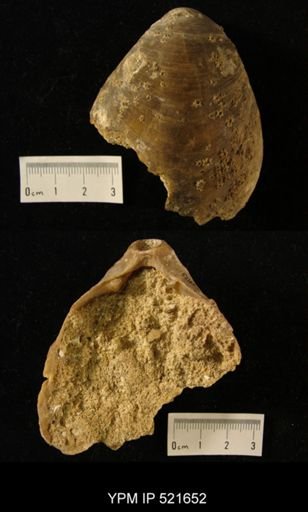 Terebratula grandis