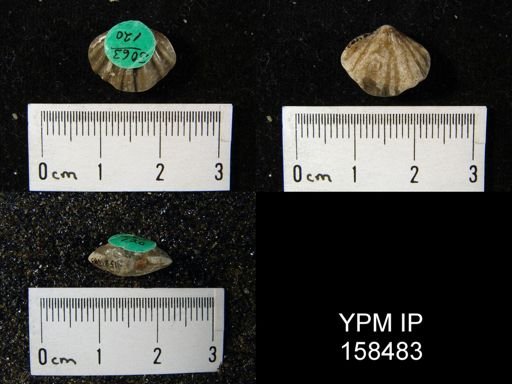Rhynchonella glacialis