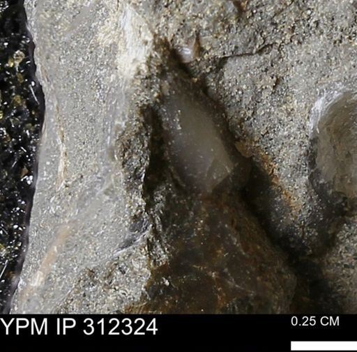 undet. Bivalvia