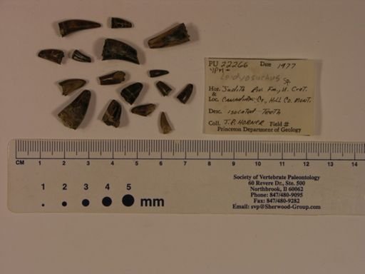 Leidyosuchus sp.