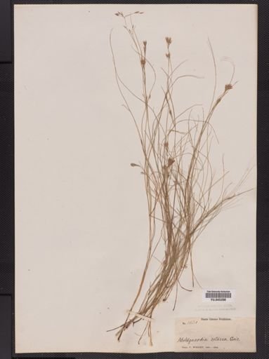 Fimbristylis
