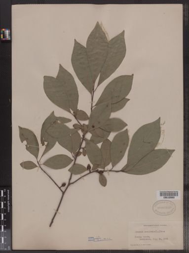 Benzoin aestivale
