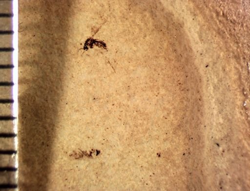 undet. Nematocera