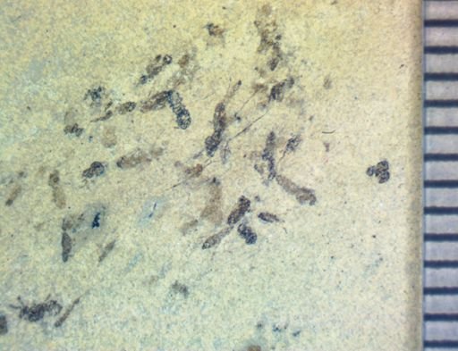 undet. Hexapoda