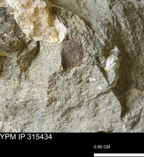 undet. Mollusca