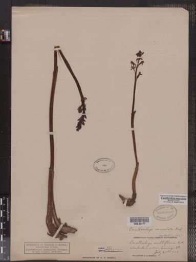 Corallorhiza multiflora