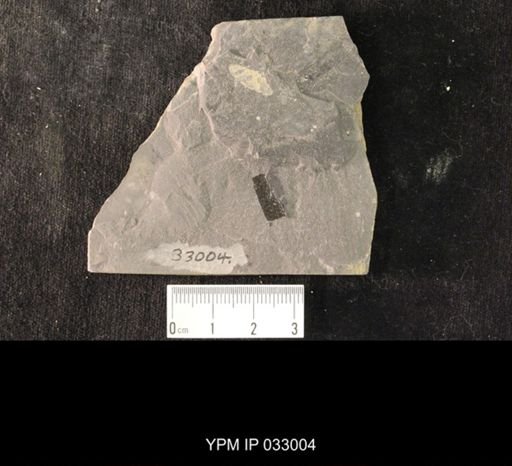 Mormolucoides articulatus