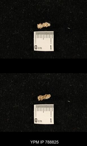 taxon undetermined