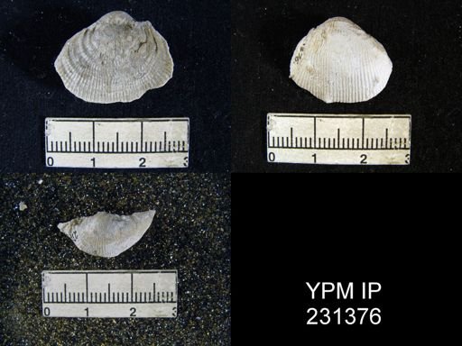 Productus cora