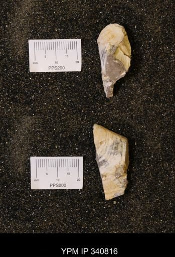Scaphites sp.