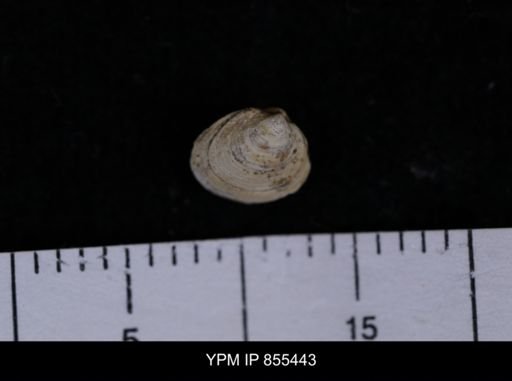 Limopsis striatopunctatus