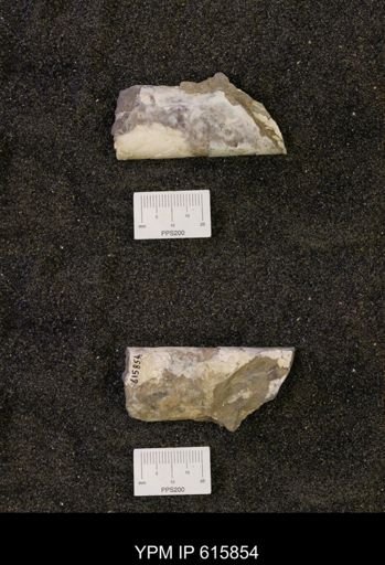 Baculites sp.