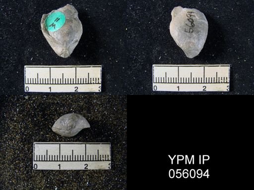 Dielasma sp.