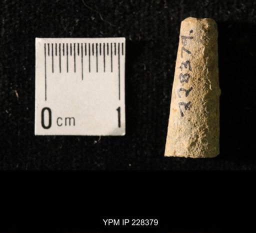 Pseudorthoceras knoxense