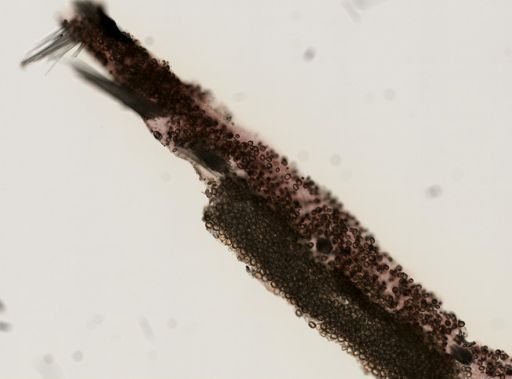 Placospongia