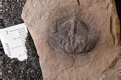 Euproops danae