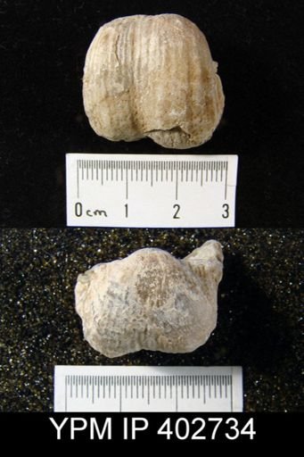 Productus sp.