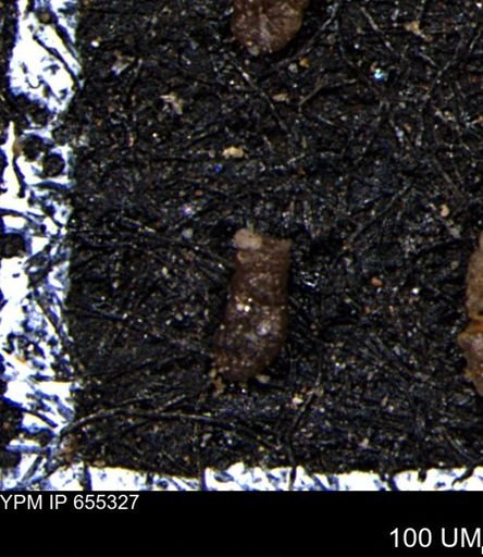 Ammobaculoides whitneyi