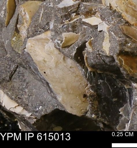 Baculites?