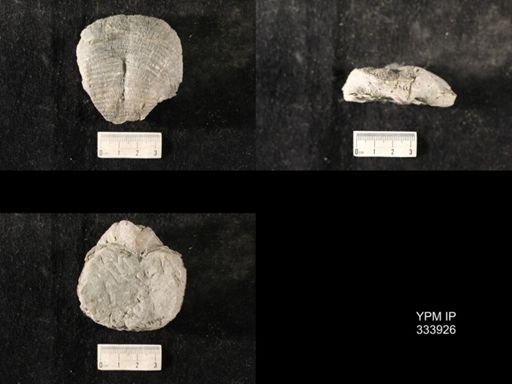 Echinoconchus vittata