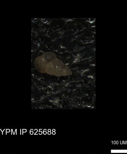 undet. Heterohelicidae