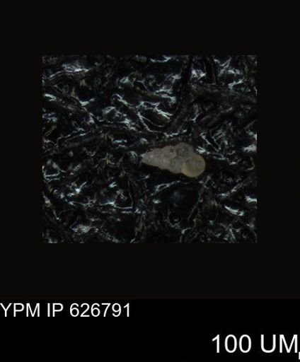 undet. Foraminiferida