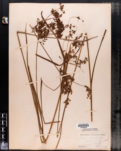 Scirpus lineatus