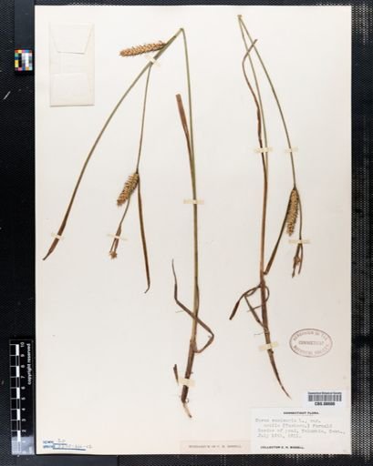 Plantae