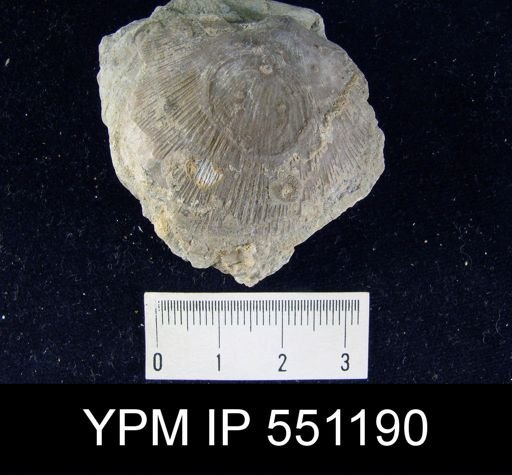 undet. Strophomenida
