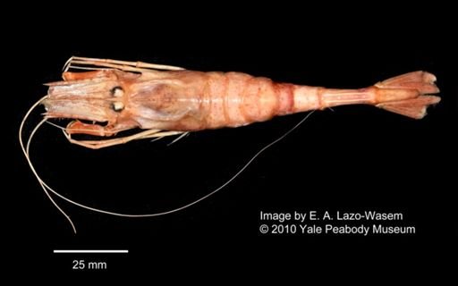 Notocrangon antarcticus