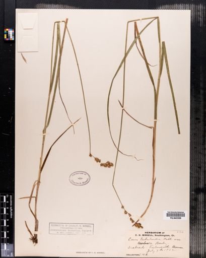 Carex tribuloides