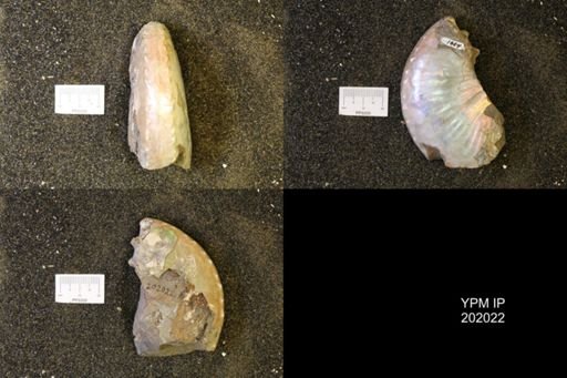 Hoploscaphites sp.