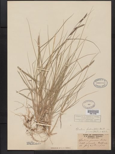 Spartina patens