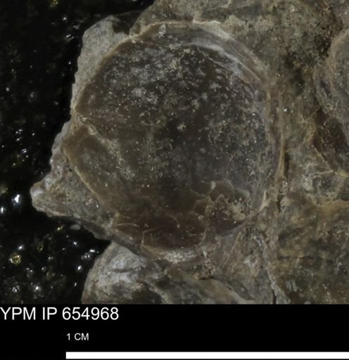 Protocardia sp.