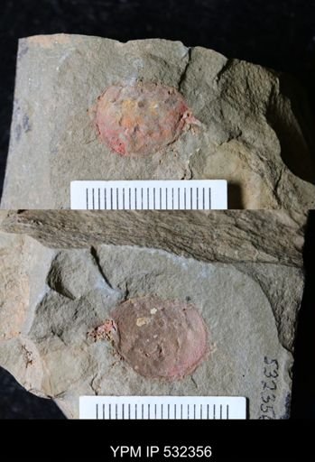 undet. Xiphosurida