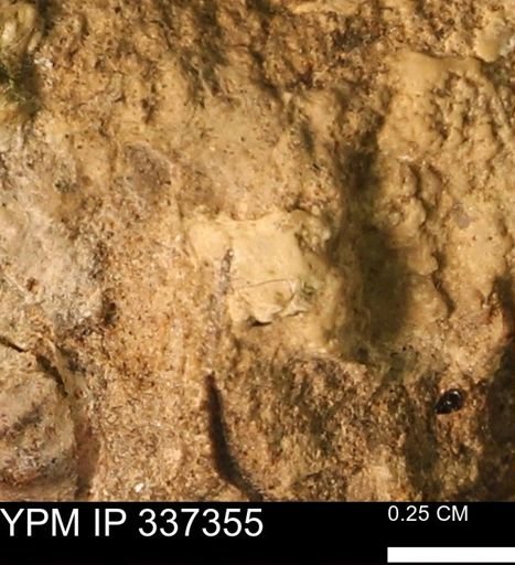 undet. Mollusca