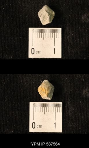 Camarotoechia whitei