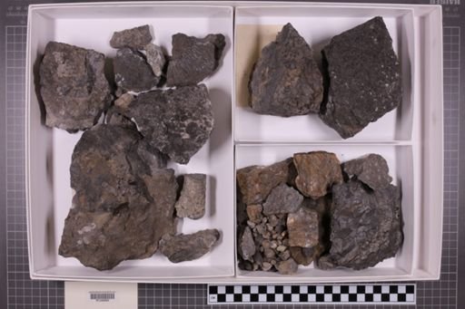 mixed taxa, stratigraphic collection