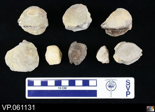 undet. Mosasauridae