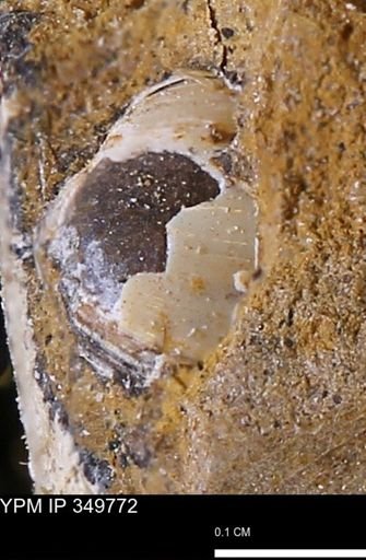 undet. Mollusca