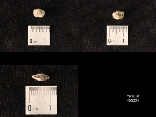 Platystrophia sp.