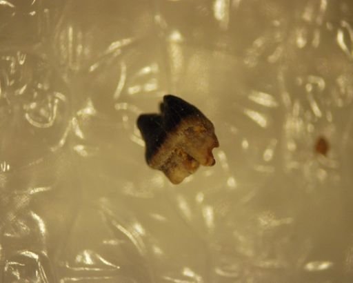 Neoplagiaulax sp.