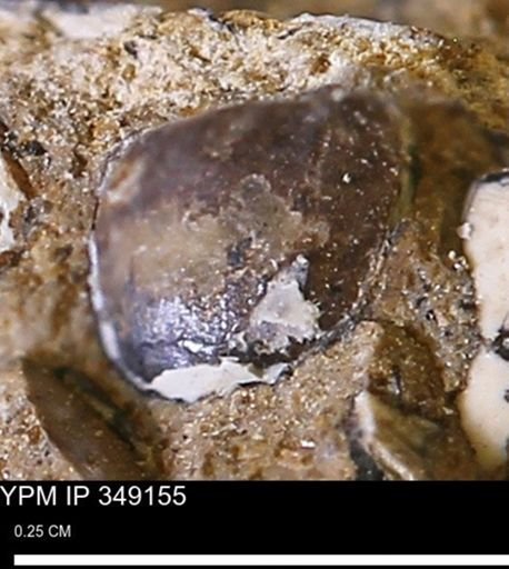 undet. Mollusca